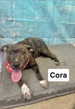 Cora -  Labrador Retriever Dog for Adoption in Manchester, Connecticut - Cora | PetCurious