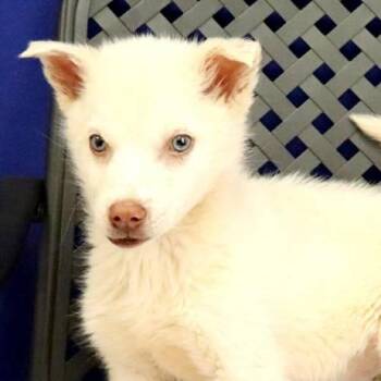 German Shepherd Dog Dogs Available for Adoption in Midland, Texas - Greely | PetCurious
