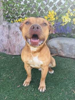 Staffordshire Bull Terrier and Mixed Breed Dogs Available for Adoption - RED | PetCurious