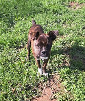 Boxer Dogs Available for Adoption in Fort Wayne, Indiana - Chuck | PetCurious