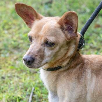 CHASE-30885 -  Chihuahua and Mixed Breed Dog for Adoption in Memphis, Tennessee - CHASE-30885 | PetCurious