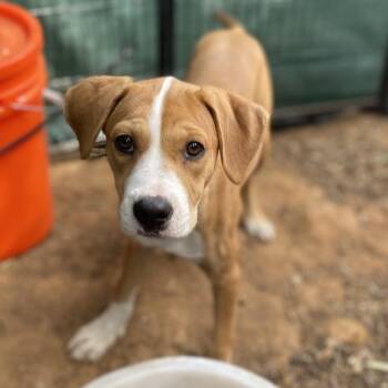 Serena -  Boxer and Terrier Dog for Adoption in Escondido, California - Serena | PetCurious