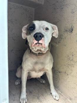 CALYPSO -  Mixed Breed Dog for Adoption in West Palm Beach, Florida - CALYPSO | PetCurious