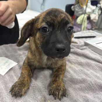 Pebbler -  Mixed Breed Dog for Adoption in Milton, Florida - Pebbler | PetCurious