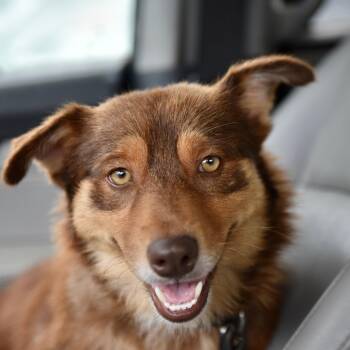 Dovey -  Australian Shepherd Dog for Adoption in Los Angeles, California - Dovey | PetCurious
