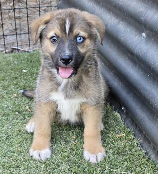 German Shepherd Dog and Australian Shepherd Dogs Available for Adoption in Apache Junction, Arizona - Paddington | PetCurious