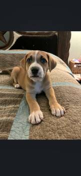 Labrador Retriever and Cattle Dog Dogs Available for Adoption - Ruby | PetCurious