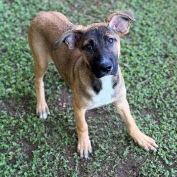 Winnie -  Shepherd Dog Available for Adoption - Winnie | PetCurious