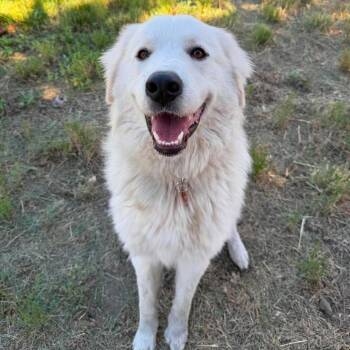 Pinkie -  Great Pyrenees Dog for Adoption in Bend, Oregon - Pinkie | PetCurious