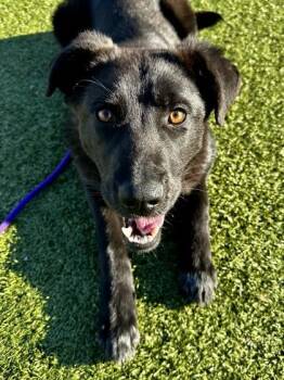 Mixed Breed Dogs Available for Adoption - Biblical Greed | PetCurious