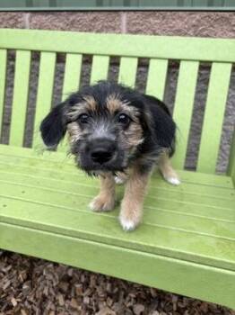 00748B Delilah -  Terrier and Mixed Breed Dog for Adoption in North Charleston, South Carolina - 00748B Delilah | PetCurious