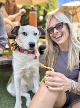 Rescue Husky and Pit Bull Terrier Dogs for Adoption in Los Angeles, California - Scallop | PetCurious