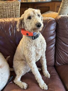Rescue Goldendoodle Dogs for Adoption in Madison, Wisconsin - Willow | PetCurious