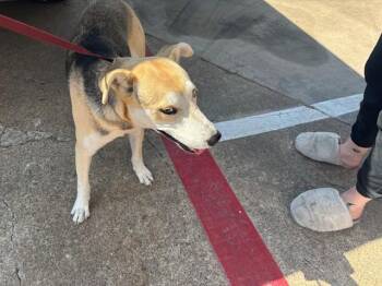 SHOELACE -  German Shepherd Dog and Mixed Breed Dog for Adoption in Rowlett, Texas - SHOELACE | PetCurious