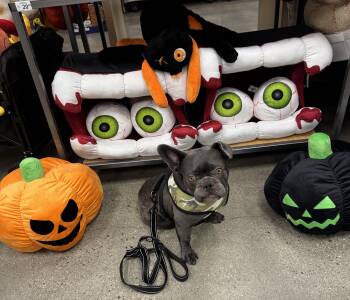 Stitch -  French Bulldog Dog for Adoption in Claremont, California - Stitch | PetCurious