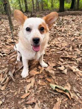 Dewey -  Mixed Breed Dog for Adoption in Wayne, New Jersey - Dewey | PetCurious