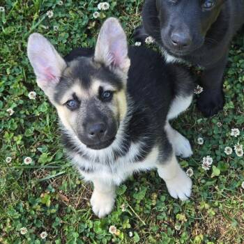 German Shepherd Dog and Retriever Dogs Available for Adoption in Silver Spring, Maryland - Sam | PetCurious
