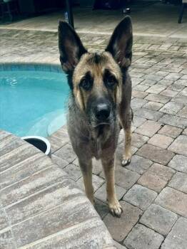 BAILEY -  German Shepherd Dog Dog for Adoption in Fort Walton Beach, Florida - BAILEY | PetCurious