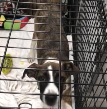 Rescue Hound Dogs for Adoption in Parma, Ohio - Zema | PetCurious