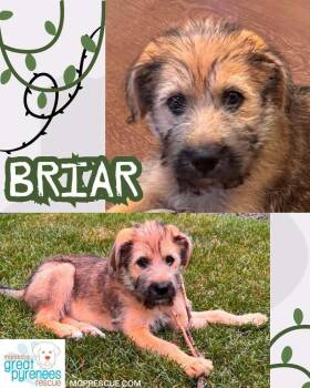 Briar -  Terrier Dog for Adoption in New Bothwell, Manitoba - Briar | PetCurious
