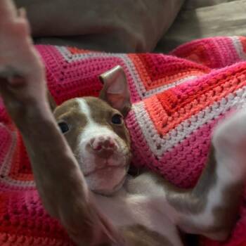 Samuel Beckett -  Mixed Breed Dog for Adoption in Austin, Texas - Samuel Beckett | PetCurious