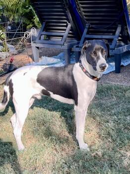 Calvin -  English Springer Spaniel and Pointer Dog for Adoption - Calvin | PetCurious