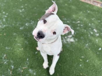 Pit Bull Terrier Dogs Available for Adoption in Antioch, California - ZEDD | PetCurious