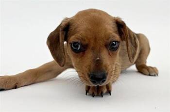 Terrier Dogs Available for Adoption in Brentwood, Missouri - CHERRY | PetCurious