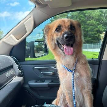 Stevie -  Mixed Breed Dog for Adoption in Bartlett, Tennessee - Stevie | PetCurious