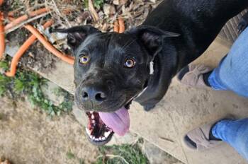 Tula Baloola -  Boxer and Pit Bull Terrier Dog for Adoption in Amherst, Massachusetts - Tula Baloola | PetCurious