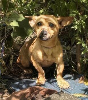 Pebble -  Mixed Breed Dog for Adoption in Nashville, Tennessee - Pebble | PetCurious