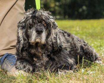 Rescue Cockapoo Dogs for Adoption in Chester Springs, Pennsylvania - Zoe | PetCurious