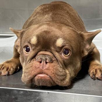 Cerise -  French Bulldog Dog for Adoption in Los Angeles, California - Cerise | PetCurious
