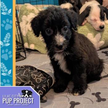Rescue Mixed Breed and Poodle Dogs for Adoption in Spokane, Washington - Green Bean | PetCurious