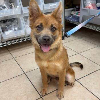 Elsie -  Collie and Shepherd Dog for Adoption in Birmingham, Alabama - Elsie | PetCurious