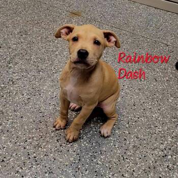 Pit Bull Terrier and Mixed Breed Dogs Available for Adoption in Parkersburg, West Virginia - Rainbow Dash | PetCurious