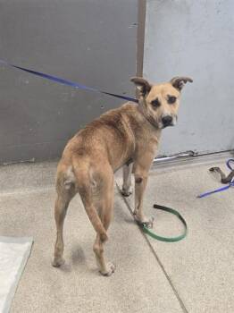 TRICY -  German Shepherd Dog and Mixed Breed Dog for Adoption in Tallahassee, Florida - TRICY | PetCurious
