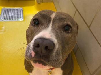 Pit Bull Terrier and Mixed Breed Dogs Available for Adoption in Dallas, Texas - WHITNEY | PetCurious