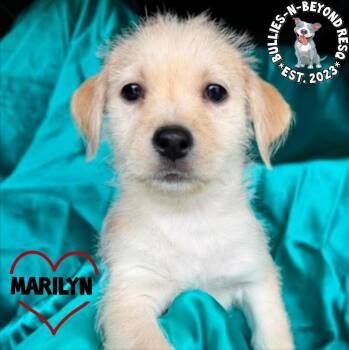 Terrier and Poodle Dogs Available for Adoption - Hollywood Litter: Marilyn | PetCurious