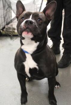 Pen 199 Fennec Fox -  Pit Bull Terrier Dog for Adoption in Lawrenceville, Georgia - Pen 199 Fennec Fox | PetCurious