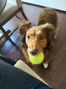 1203 Ellie -  Australian Shepherd Dog for Adoption in Ringwood, Illinois - 1203 Ellie | PetCurious