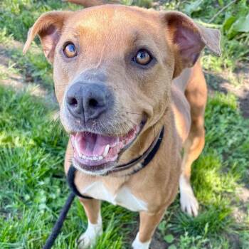 Pit Bull Terrier Dogs Available for Adoption in Saint Joseph, Missouri - Shilo | PetCurious