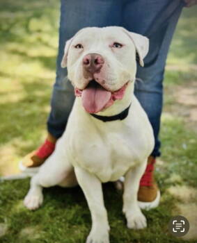 Rescue Pit Bull Terrier and Dogo Argentino Dogs for Adoption in San Diego, California - Ralphie | PetCurious