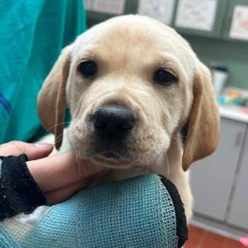 Foster Pokey & Gumby -  Golden Retriever and Labrador Retriever Dog for Adoption in Oswego, Illinois - Foster Pokey & Gumby | PetCurious