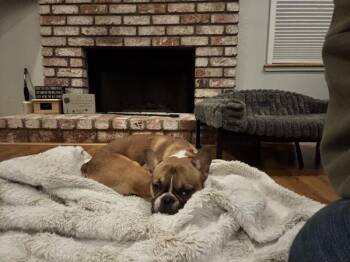 Frankie Says Relax -  French Bulldog Dog for Adoption in Vallejo, California - Frankie Says Relax | PetCurious