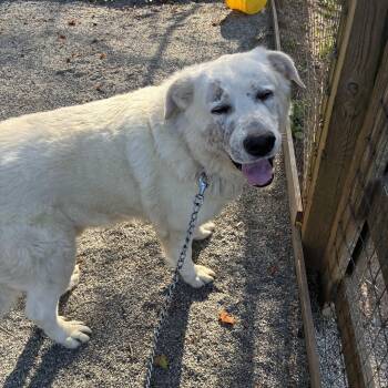 Great Pyrenees Dogs Available for Adoption in Phoenixville, Pennsylvania - Bacigaloop | PetCurious