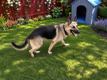 Dallas -  German Shepherd Dog Dog for Adoption in Lucas, Texas - Dallas | PetCurious