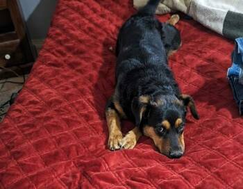 Corgi and Rottweiler Dogs Available for Adoption in Woodstock, Ontario - Paisley | PetCurious