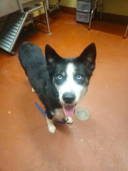 Aspen -  Siberian Husky Dog for Adoption in Douglasville, Georgia - Aspen | PetCurious
