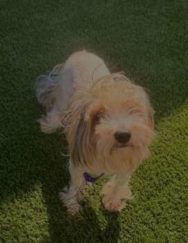 Theo -  Morkie Dog for Adoption in Delson, Quebec - Theo | PetCurious